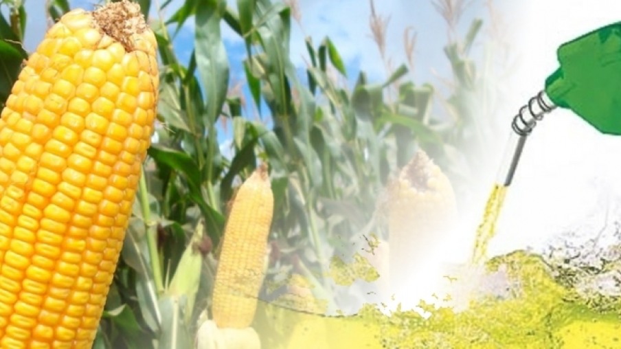 Produção de milho deve cair. Quais os impactos para o etanol feito do cereal?