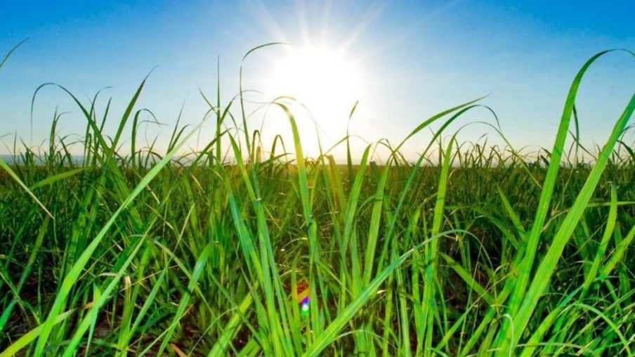 Bioenergia é destacada como fator decisivo na diminuição da emissão de carbono