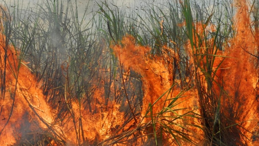 O incêndio criminoso atingiu 7,14 hectares de cana operados pela Agrovale (Foto: Divulgação)
