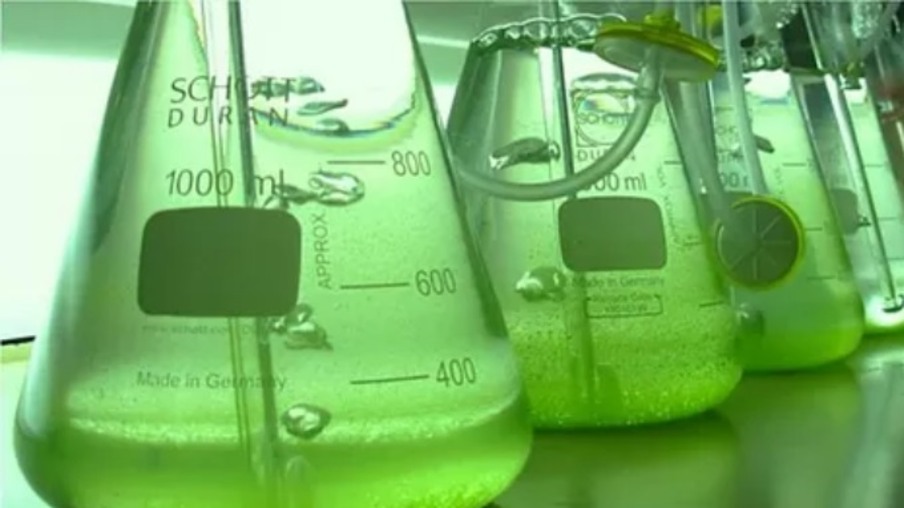 Biocoalizão será lançada na Semana do Meio Ambiente