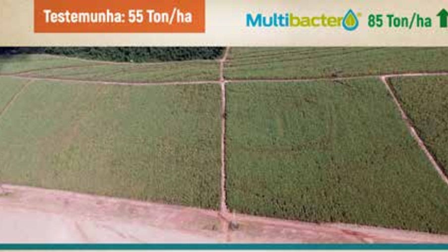 Bioprodução “on farm” via Multibacter® incrementa de 30 toneladas por hectare em cana de quinto corte
