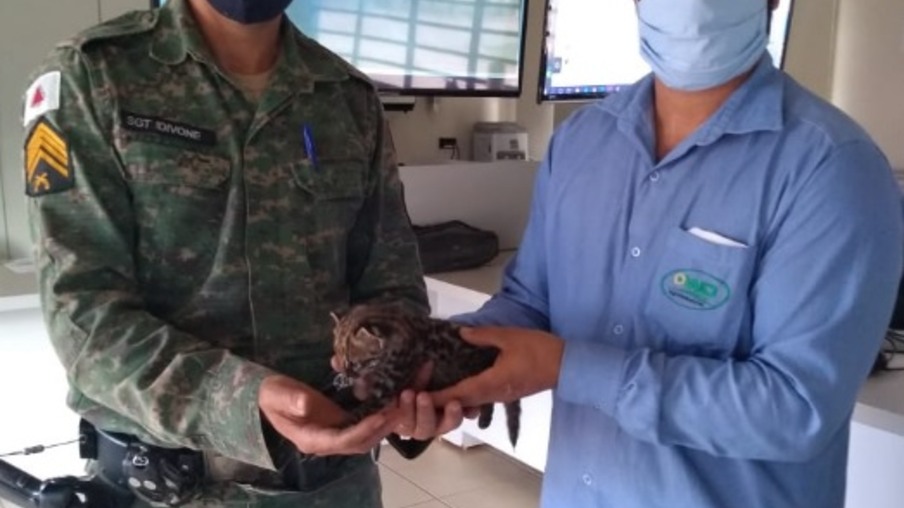 WD protege a fauna local e resgata filhote de jaguatirica ferido
