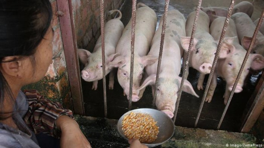 Chinesa alimenta porcos com miho