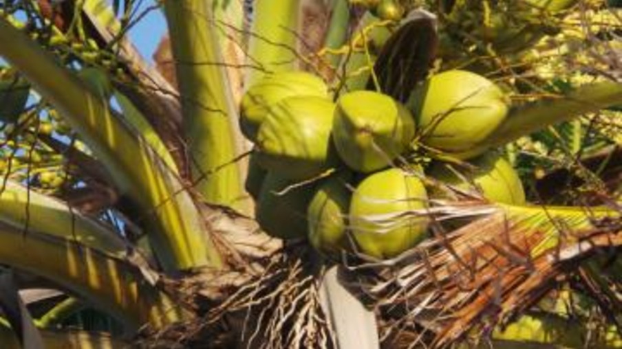 Ufes obtém patente de processo que transforma casca de coco em etanol
