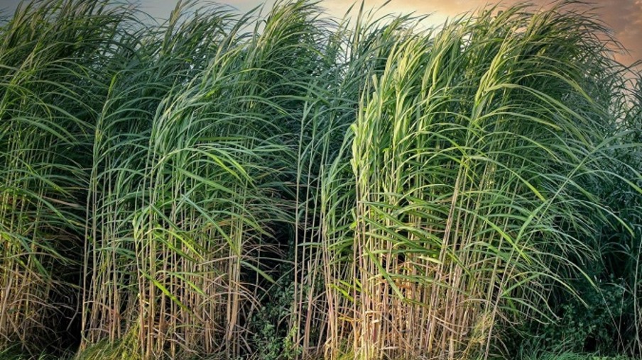 Crise dos fertilizantes químicos: quais são as soluções sustentáveis para o canavial?