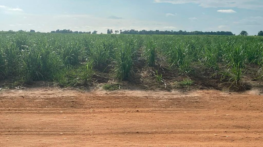 Plantio na Nigéria com auxílio dos implementos da AGRIMEC. Foto tirada em junho de 2022. (Foto: Divulgação AGRIMEC)
