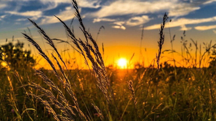 BSBIOS e Cotribá vão desenvolver a cultura do trigo visando a produção de etanol