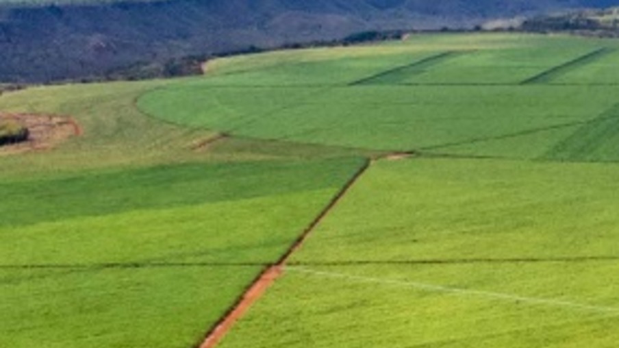 BrasilAgro avança em projeto de produção de cana e anuncia arrendamento de mais de 7 mil hectares ao portfólio