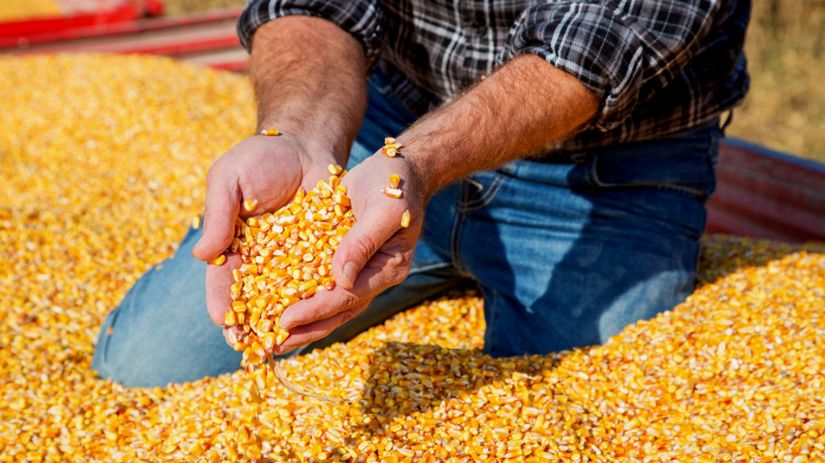 Farmer's hands showing freshly harvested corn grains