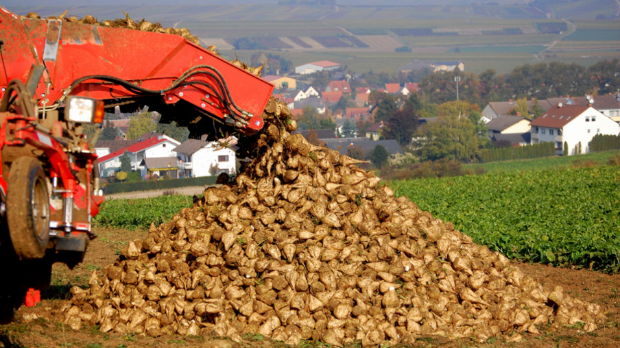 Alemanha terá aumento na produção de açúcar em 2014/15