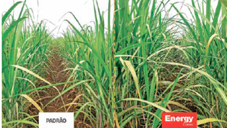 Energy Cana proporciona maior desenvolvimento vegetativo e produtividade