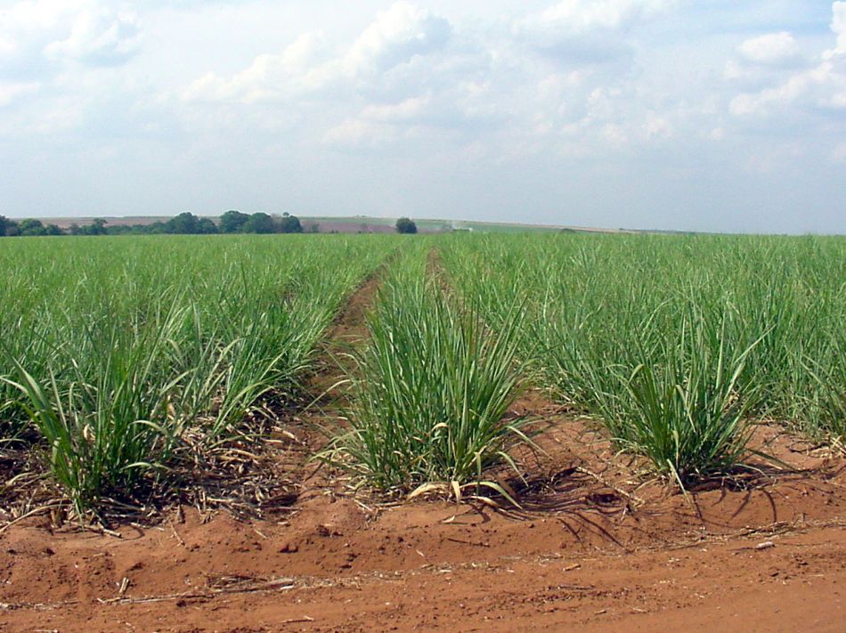 Área de cana-de-açúcar pode ter redução de mais de 6% até 2017 em São Paulo