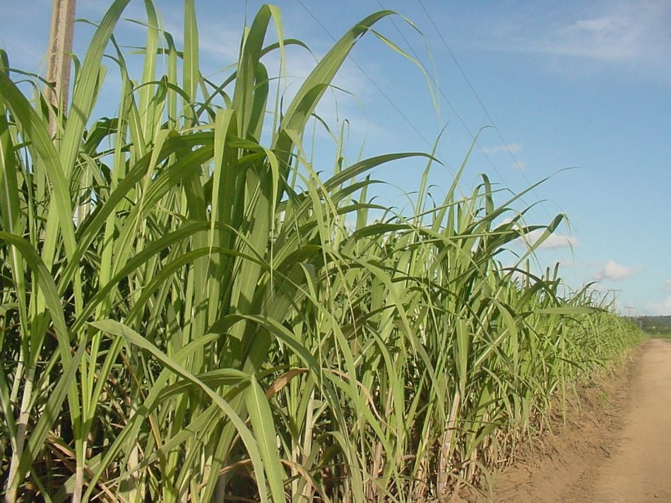 Pesquisadores estudam potencial da produção de etanol na África