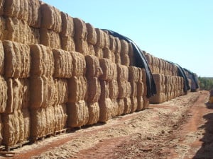 A biomassa da cana gera energia elétrica que o Governo quer comprar em Leilão 