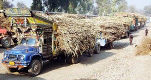 Sugarcane-Farmers