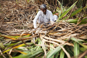indian sugar cane