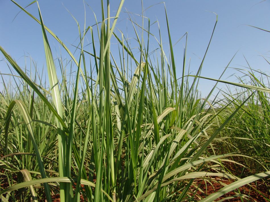 Brasil ganha primeira usina de etanol greenfield após três anos