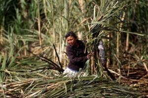 A-woman-harvests-sugarcane-at-the-Montelimar-sugar-mill-on-the-outskirts-of-Managua-on-December-31-2012.-Nicaragua-plans-to-produce-some-1.5-million-short-tons-of-sugar.-Oswaldo-RivasReuters-960x640