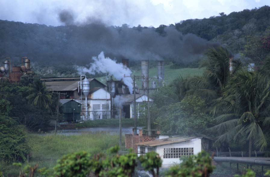 Piauí vai colher mais de R$ 1 milhão de toneladas de cana-de-açúcar