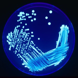 2014 - 06 - 05 bacteria
