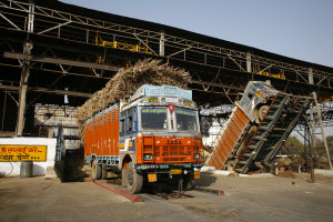 Trucks unload sugarcane at the sugar unit of Triveni industries.