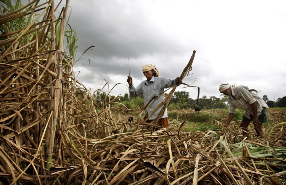 Governo da Índia ameaça confiscar açúcar de dezoito usinas para pagamento de agricultores