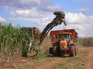 ABE-2011-38-Mechanical-harvesting-of-sugarcane-low-rez_0
