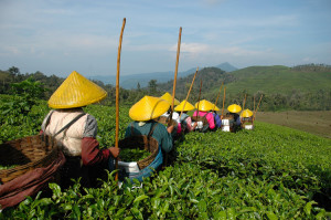 NÂ°1-chinese-tea-plantation3-26