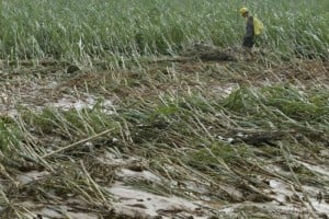 food-impacts-flooded-field