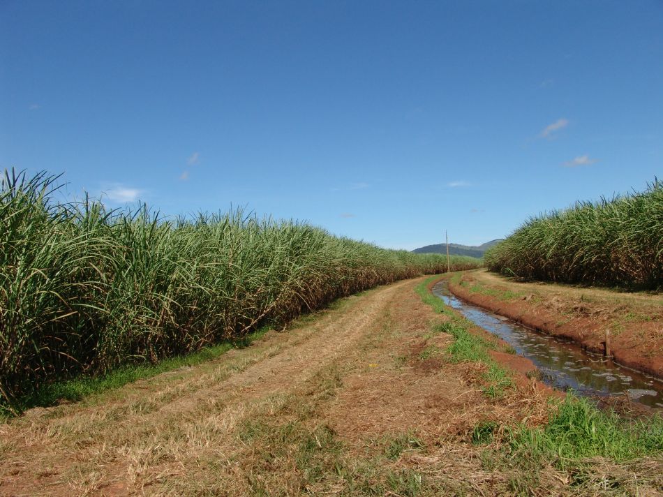 Grupo Jalles Machado e IAC lançam novas variedades de cana-de-açúcar