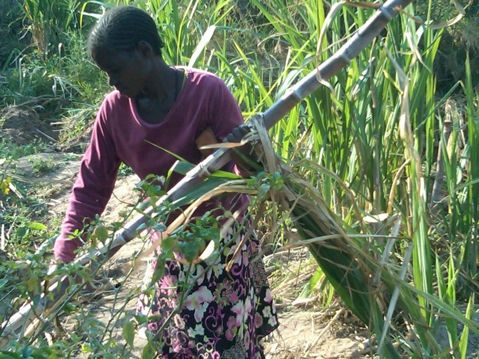 Agricultores do Zimbábue querem que o governo pare de importar açúcar