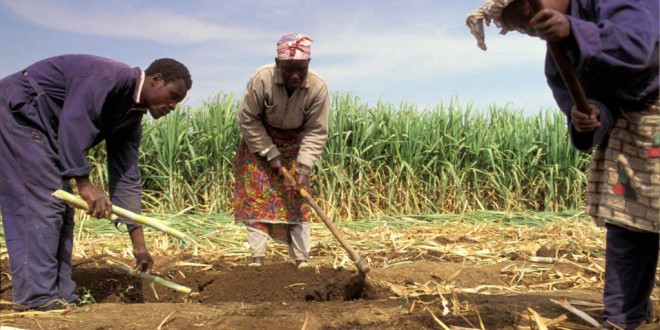 Projeto em Moçambique beneficiará pequenos agricultores