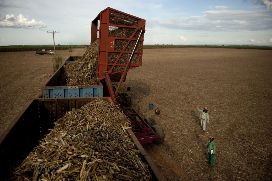 Preços do açúcar oscilam com alta produtividade no Brasil