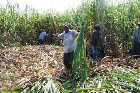 Fiji tem boa produção de cana-de-açúcar
