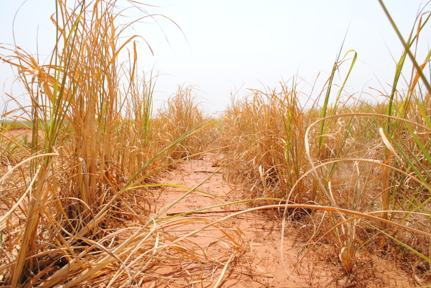 Produtor alega que a seca na região Centro/Sul é uma das causas da quebra de safra