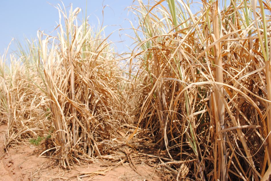 Safra de cana-de-açúcar ainda sofre com os problemas climáticos