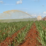 O uso de irrigação garante a produtividade, afirmam técnicos