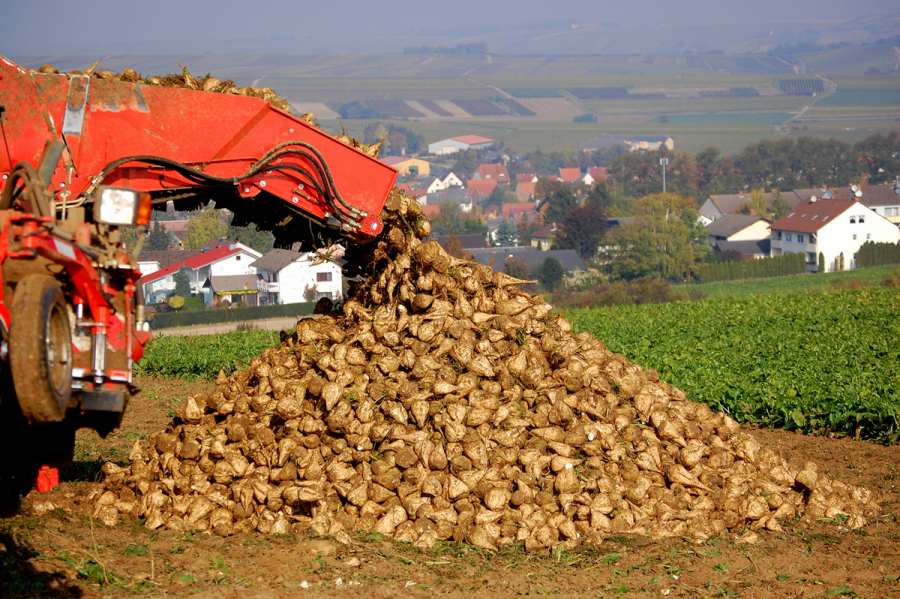 Alemanha terá aumento na produção de açúcar em 2014/15