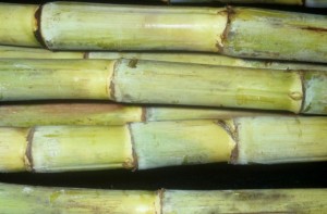 12 Nov 2008 --- Sugar Cane stems (Saccharum officinarum) --- Image by © Visuals Unlimited/Corbis
