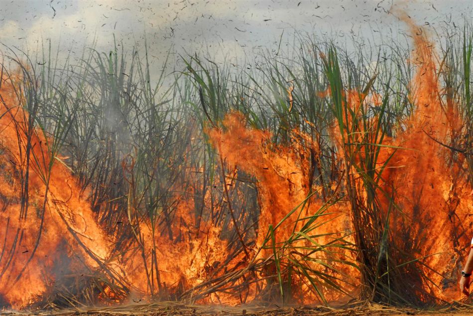 Polícia ambiental adota critério que prevê anistia para queima de cana