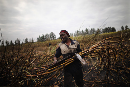 Trabalhador corta cana de açúcar na África do Sul