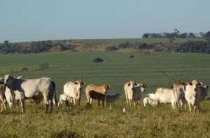 2004-07-23 Gado Pasto Boi Vaca (3)