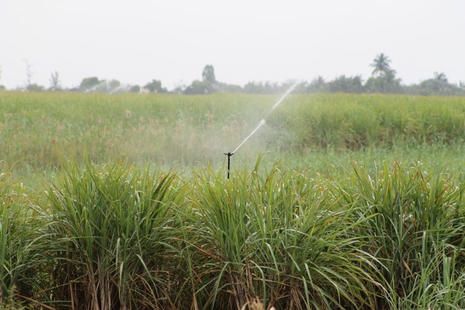 O uso da irrigação ganha novas regras na África do Sul
