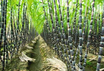 Índia implantará cultivo sustentável da cana