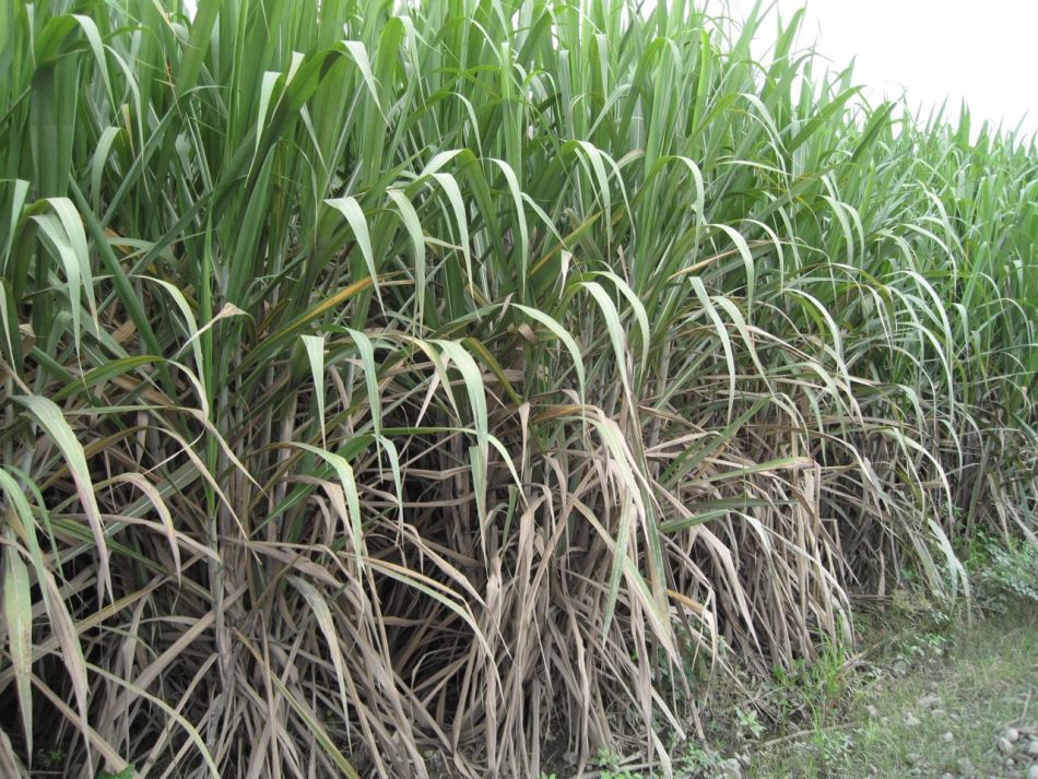 Produção de açúcar da Colômbia deve alcançar 2,32 mi t em 2016/17, diz adido dos EUA