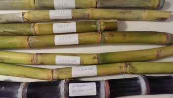 sugarcane varieties spain