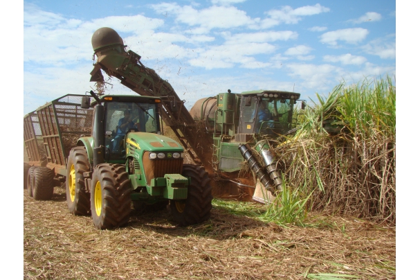 Clima seco acelera moagem da cana e amplia produção de açúcar, diz INTL FCStone