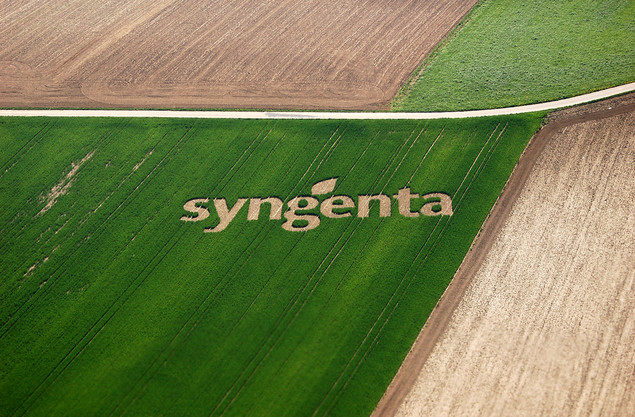 Syngenta tem sinal verde para avançar na cana transgênica
