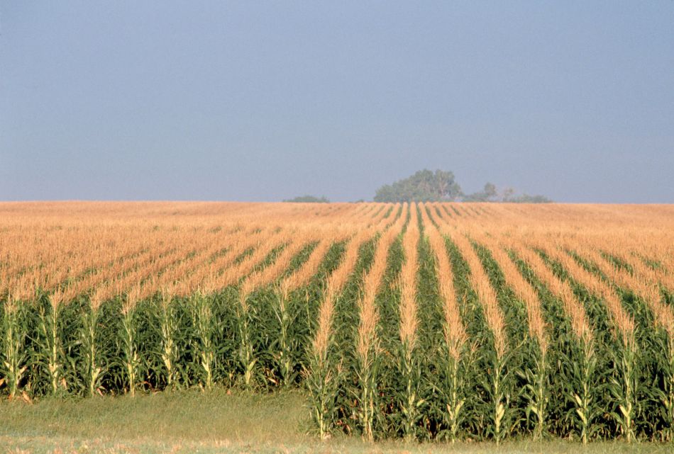 Oferta de milho avançará este ano e ajuda o etanol feito pelo cereal
