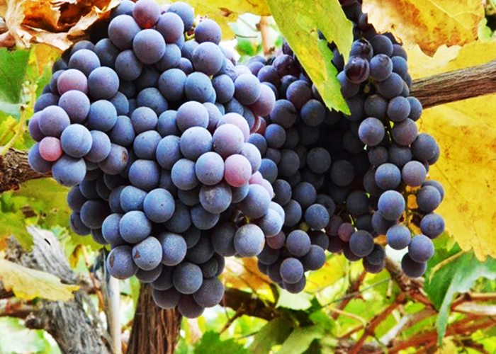 Argentina planeja produzir biocombustíveis a partir de uvas
